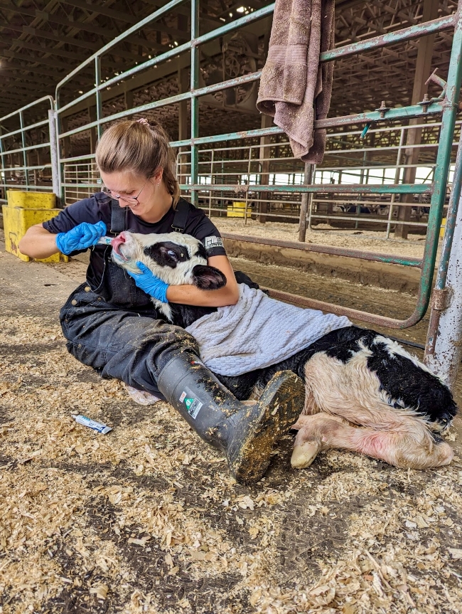 A blonde woman with glasses is seated on a barn floor with a young calf's head cradled in her elbow. She is holding a tube of medicine in her blue-gloved hands, which she is administering to the calf, who is licking her nose.