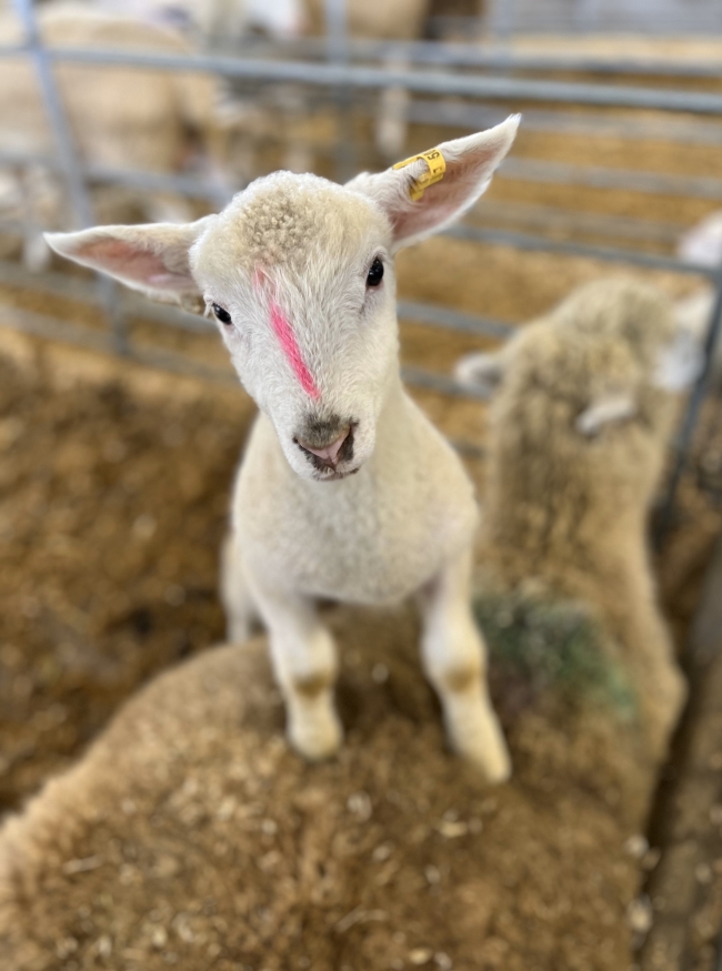 A white lamb stands on the back of a ewe and looks directly at the camera. 