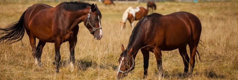 Close up of three horses side by side with only their faces visible.