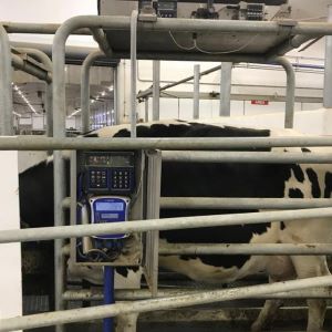 Close-up of a digital monitor in front of a black and white dairy cow