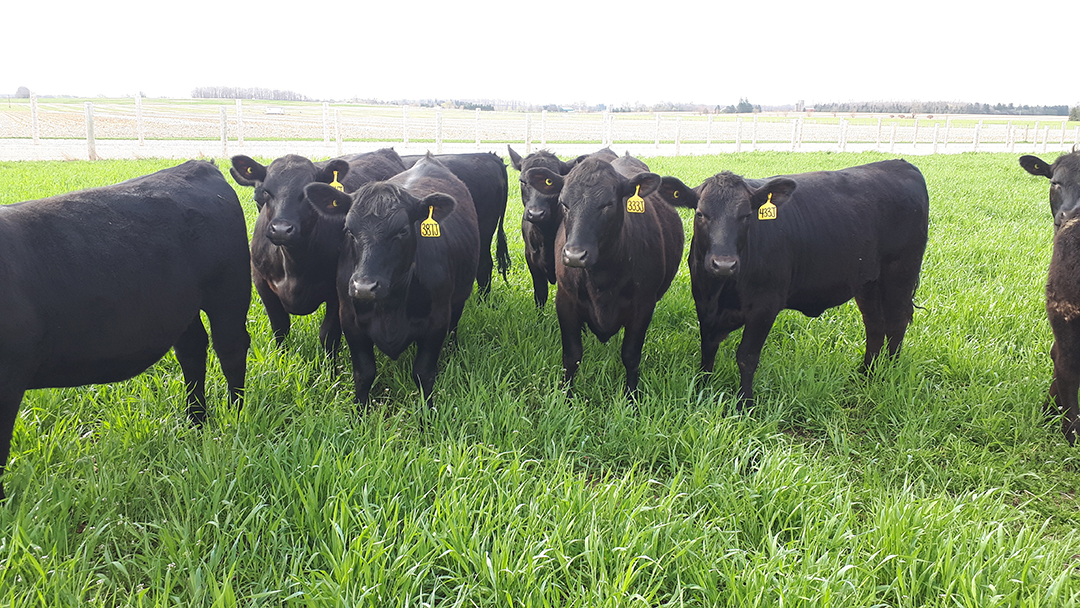 A group of black cows standing in a green pasture while looking at the camera