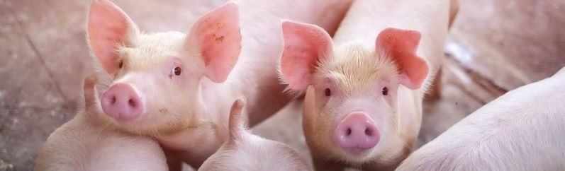 piglets