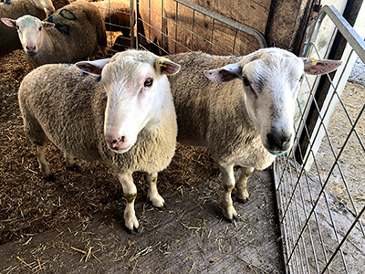 Two sheep in a pen looking at the camera