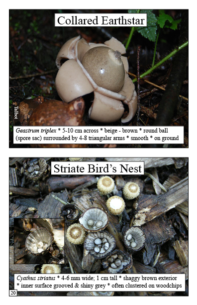 Selection of mushrooms