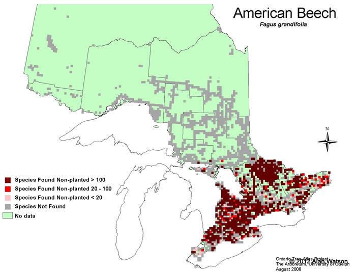 Ontario Tree Atlas map of non-planted American Beechs. 1995-1999.