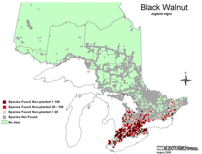Ontario Tree Atlas map of non-planted Black Walnut. 1995-1999.