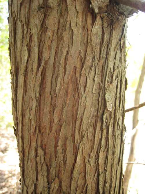 White Cedar Bark