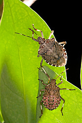 Two Bugs on a Leaf