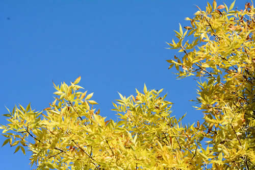 White Ash Yellow Leaves