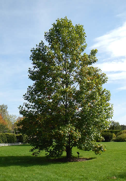 Tulip Tree Liriodendron Tulipifera The Arboretum,How To Paint A Mirror Frame Distressed
