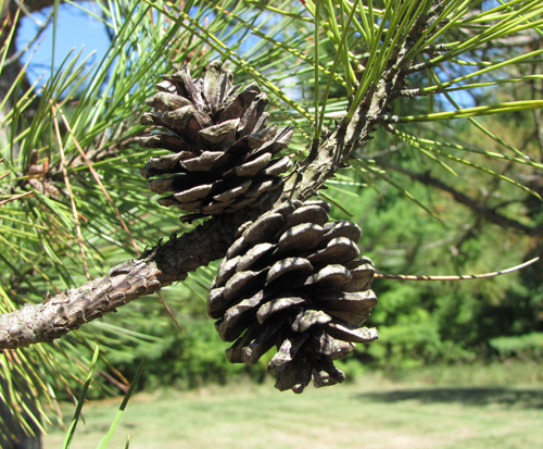 Red Pine Cones