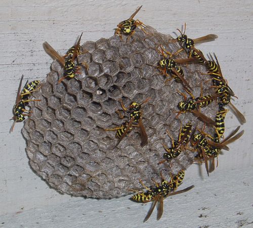 European Paper Wasps and their nest in a bird box.
