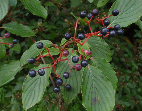 Alternate-leaved Dogwood berries
