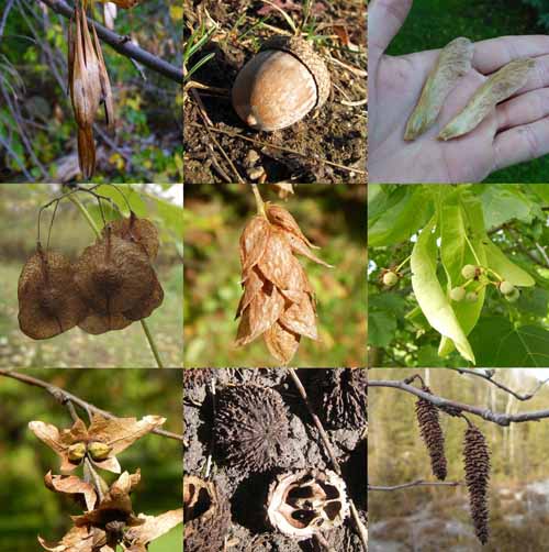 tree seeds Quiz