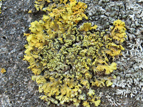 lichens 