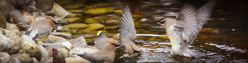 waxwing songbirds bathe in some water