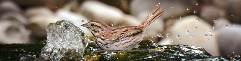 Sparrow splashing in water