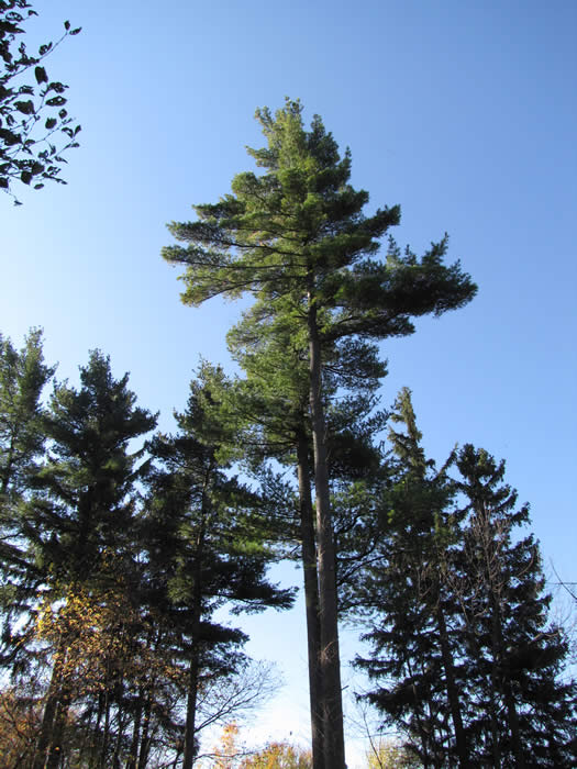 An upward view of one of The Arboretum's Century Pines.