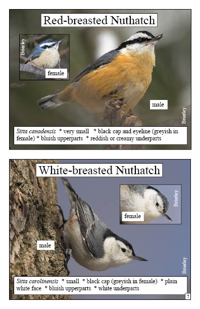 Feeder Birds of The Arboretum, University of Guelph