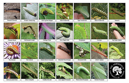 A selection of various caterpillars