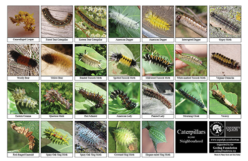 A selection of various caterpillars