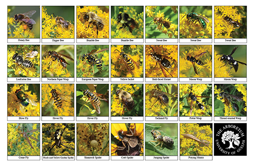 A selection of various insects
