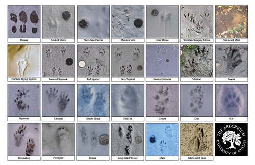A selection of various mammal footprints