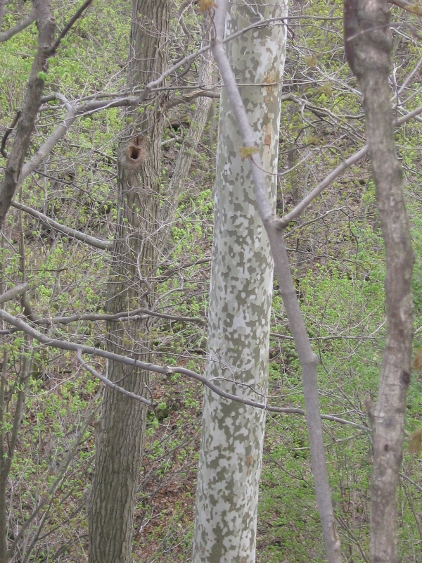 distinctive camouflage patterned bark