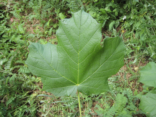 Black Maple Leaf