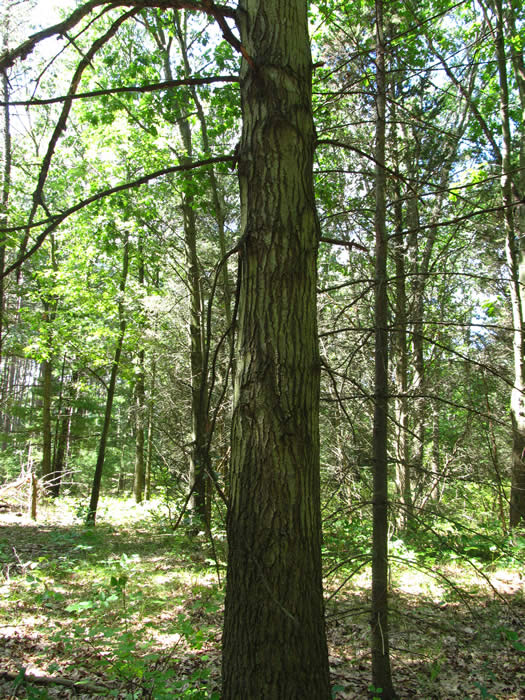 Black Oak - Quercus velutina | The Arboretum