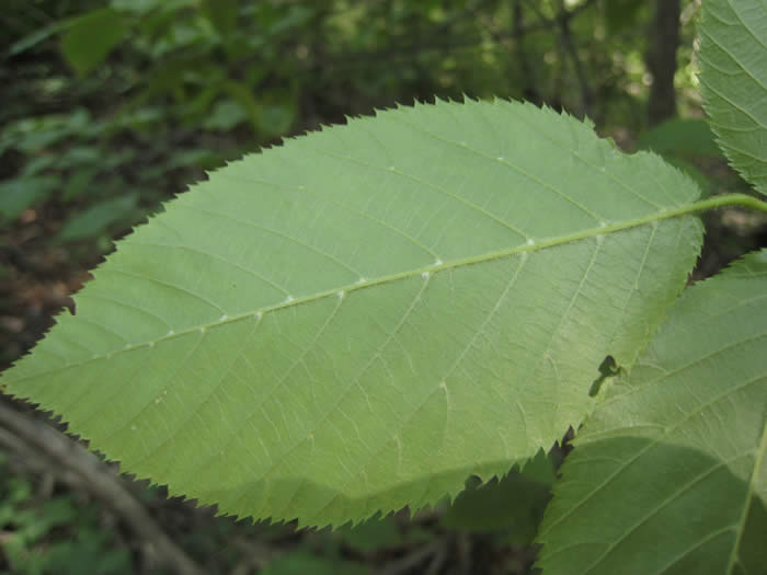 Ironwood Leaf