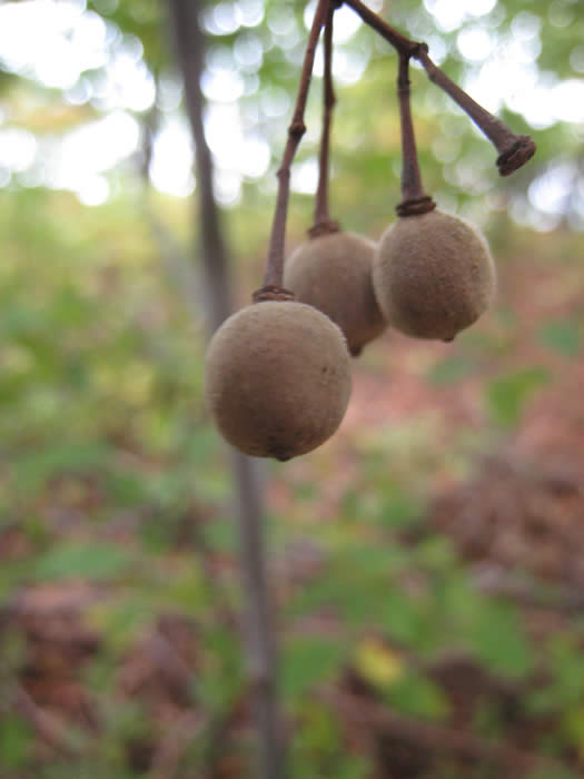 Basswood Nuts