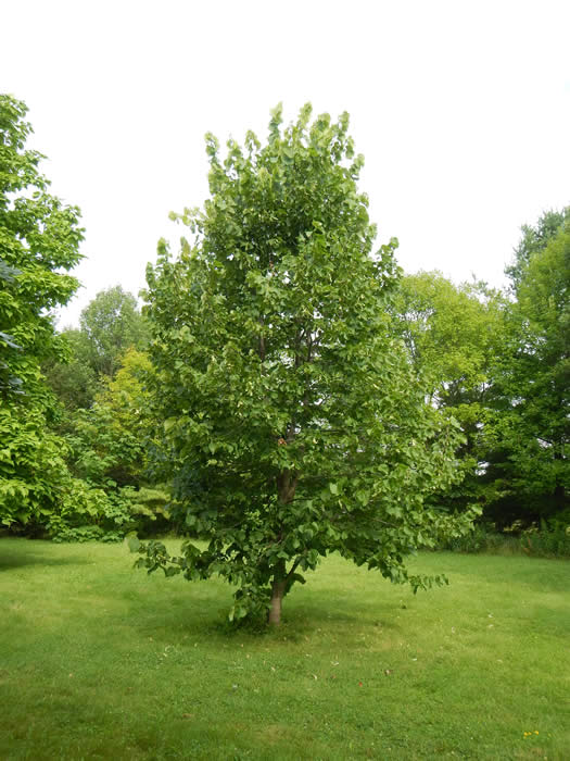 Basswood Tree