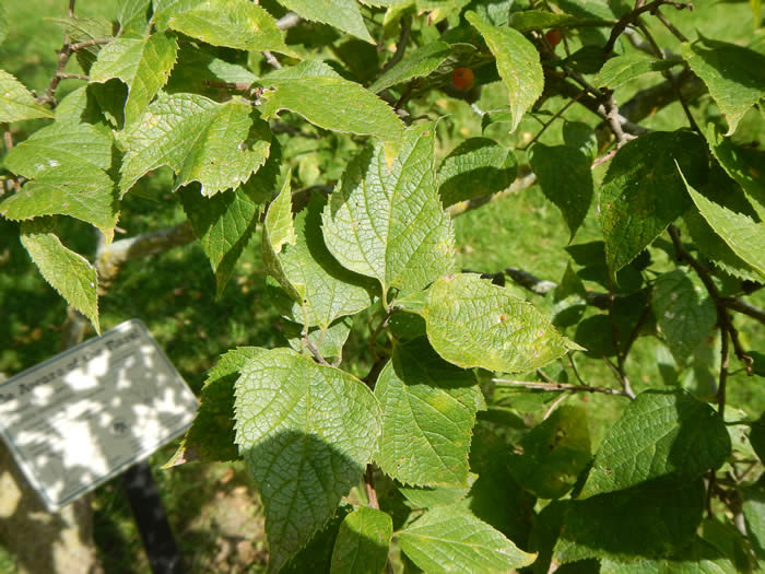 Dwarf Hackberry Leaves