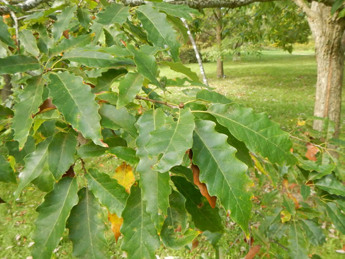 Chinquapin Oak leaves