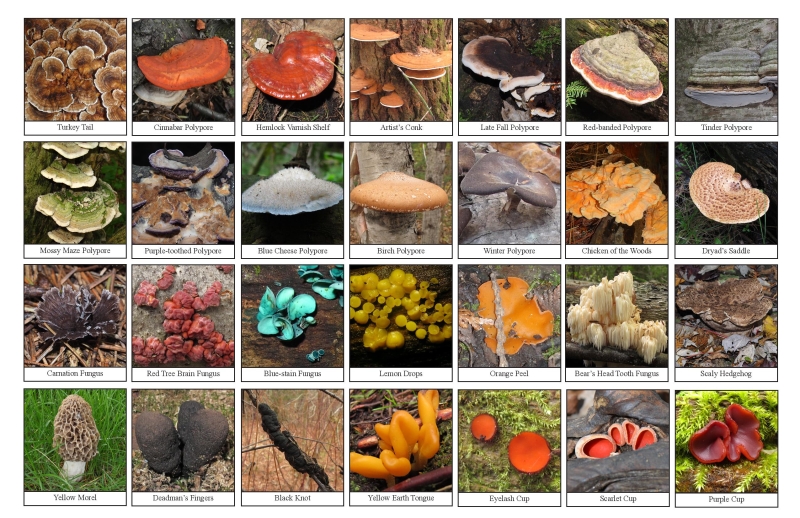 Selection of various fungi