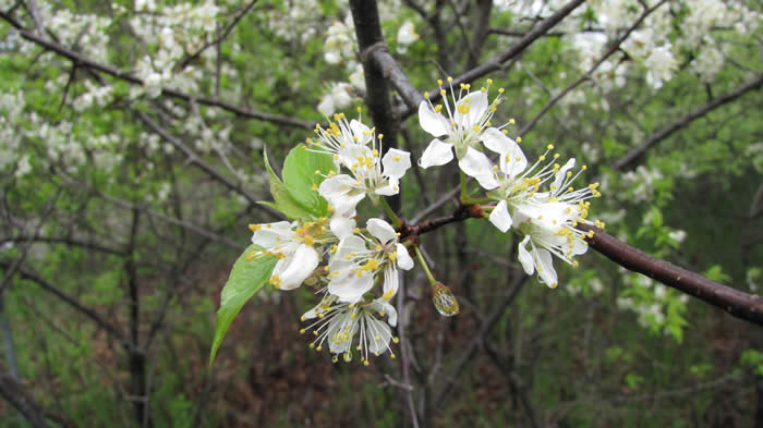 Wild Plum Tree Flowers