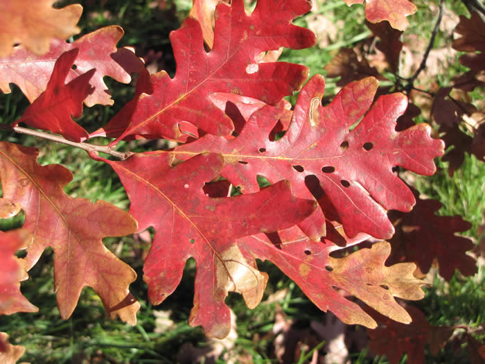 White Oak Leaves in the Fall (Purple-Red)