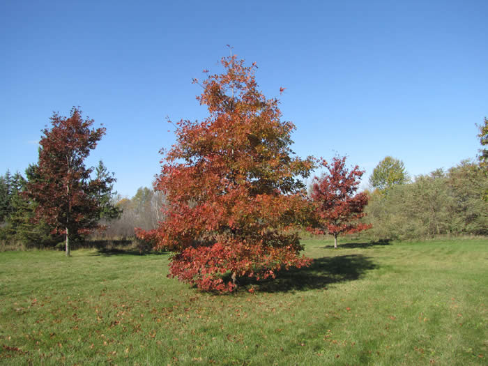 Shumard Oak Tree