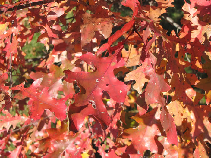 Shumard Oak Leaves