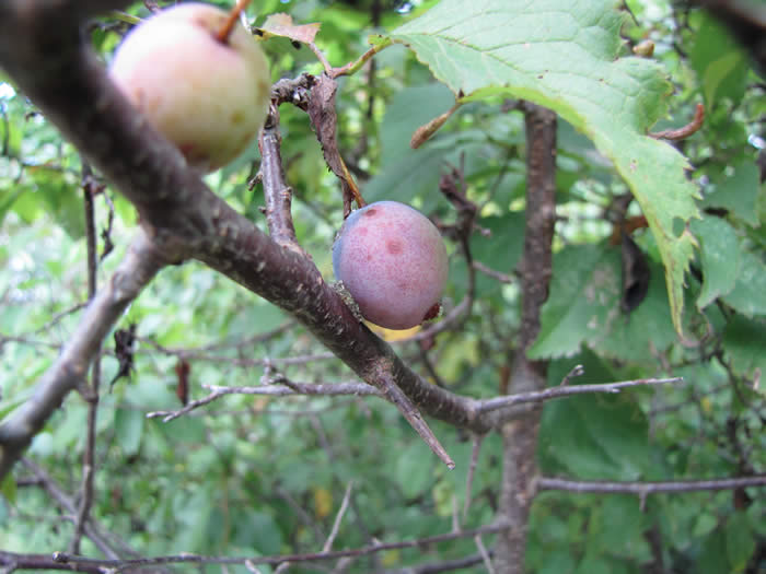 Wild Plum Tree Fruit