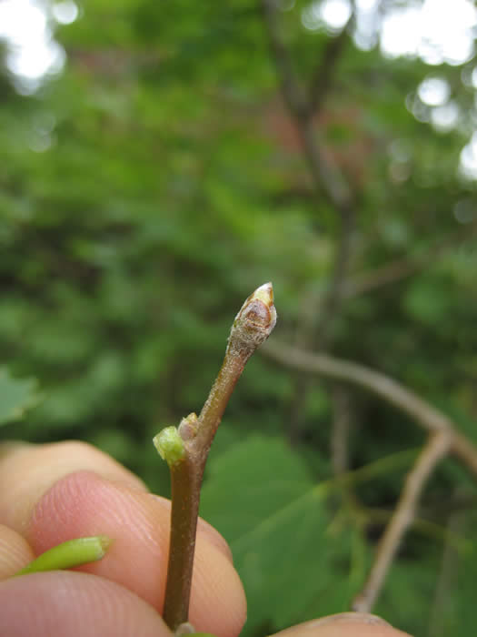 large-toothed aspen bud