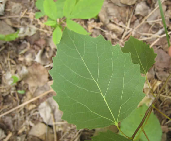 Large-toothed Aspen Leaf