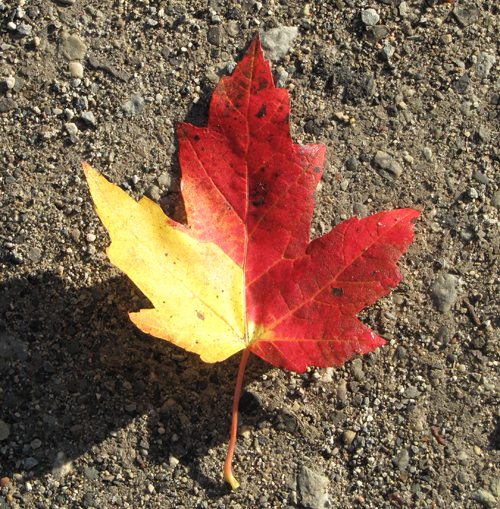 Freeman's Maple Leaf