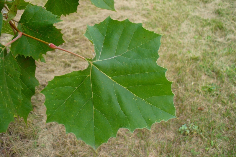 Alternately arranged  leaves are coarsely toothed, usually with 3-5 shallow lobes.