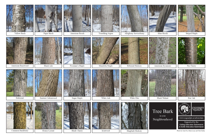 Selection of tree bark