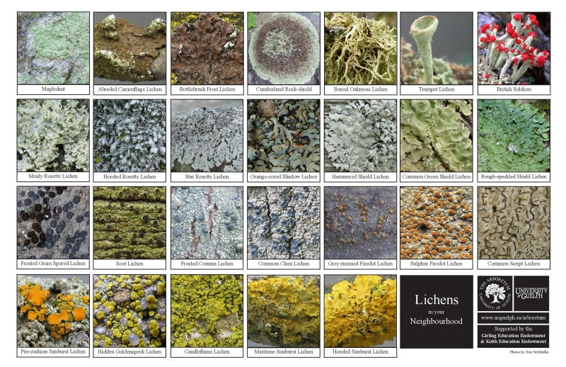 Selection of various lichen