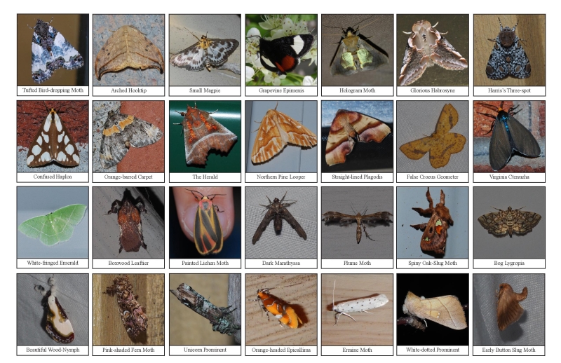Selection of various moths
