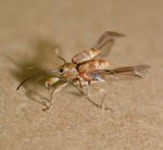 photo of bugs