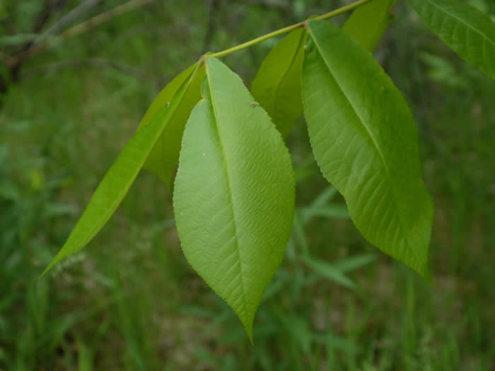 Pignut Hickory Leaves